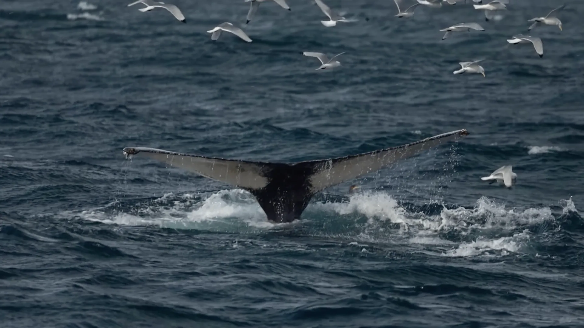 Whale whispers & the Golden Circle