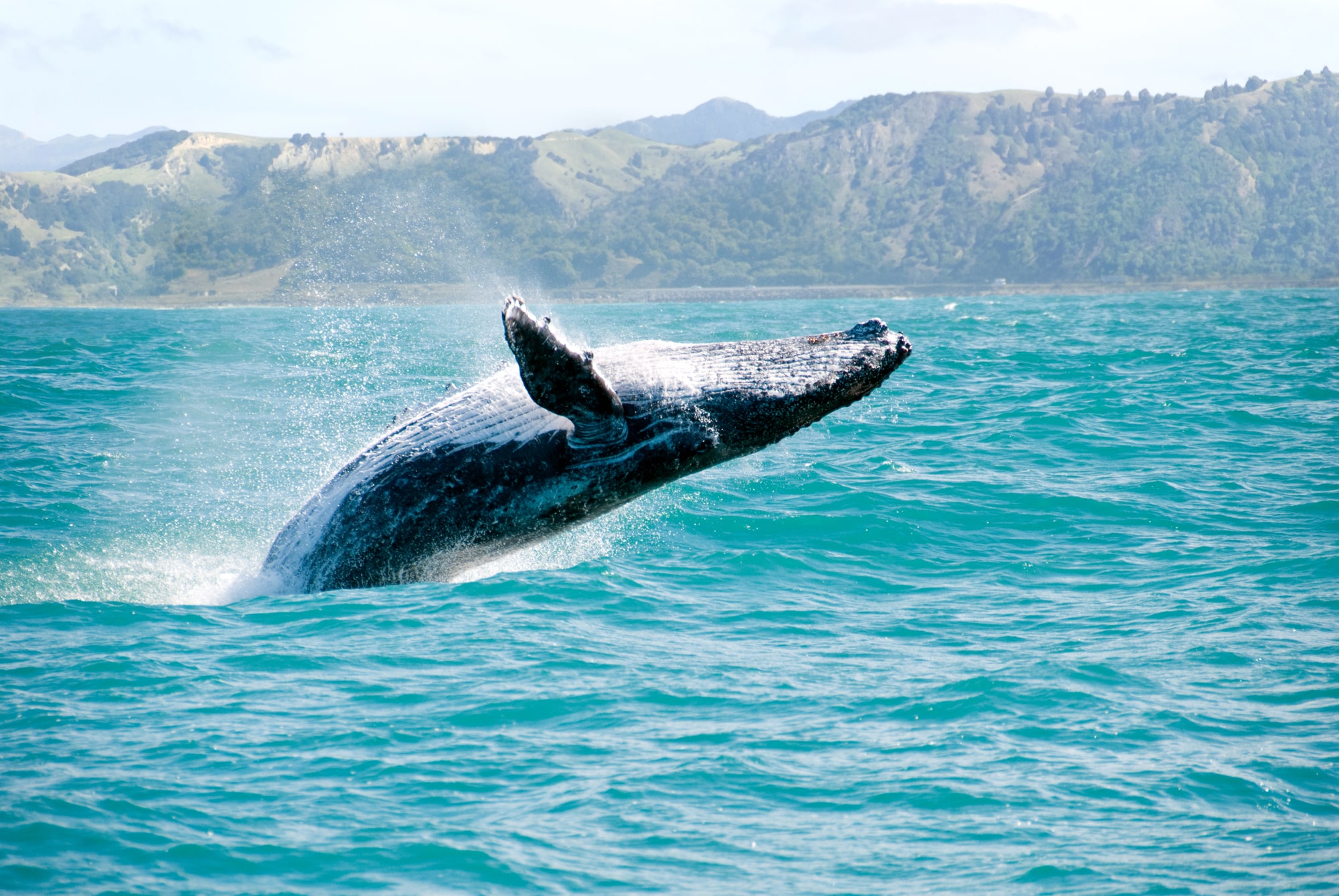 Whale Watch Kaikōura